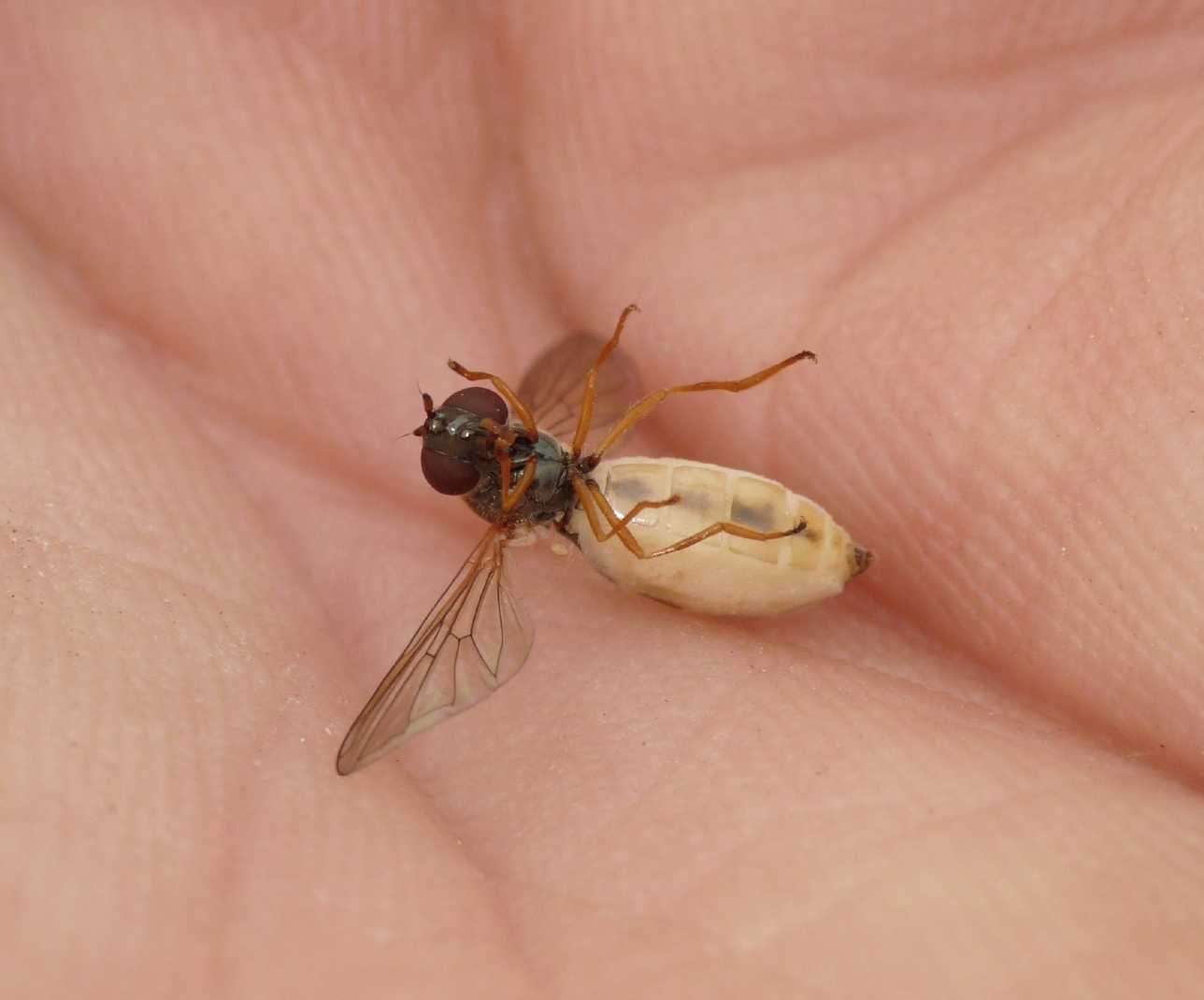 Melanostoma mellinum infettati da Entomophthora muscae .